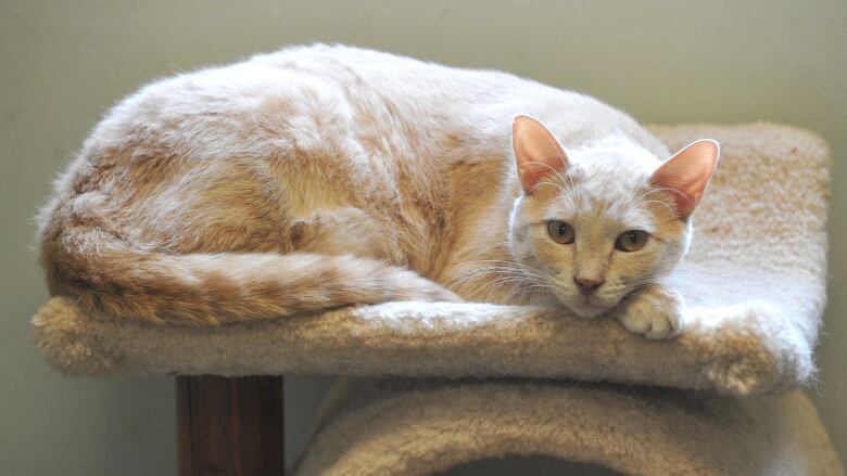 A light brownish-red cat rests on a cat tower in a shelter.