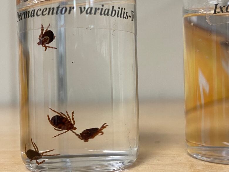 black-legged ticks can be seen in a vial. 