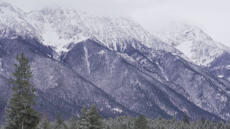 Snow-capped mountains are pictured looming above a row of trees.