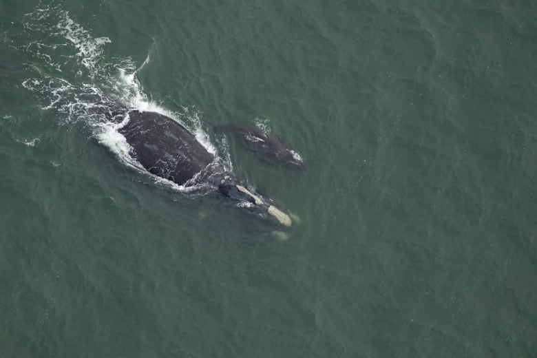 Aerial photo of a large black and white whale swimming alongside a very small black and white whale.