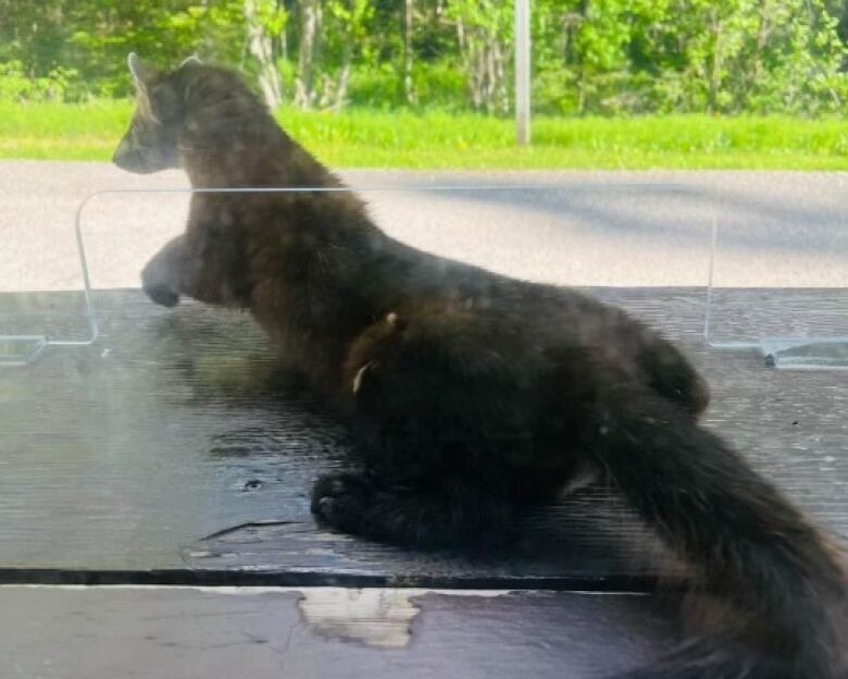 A cat-sized pine marten squeezes through the gap in a plexiglass window on top of a brown, wood shelf.