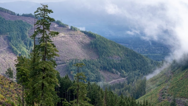 wide shot of logging