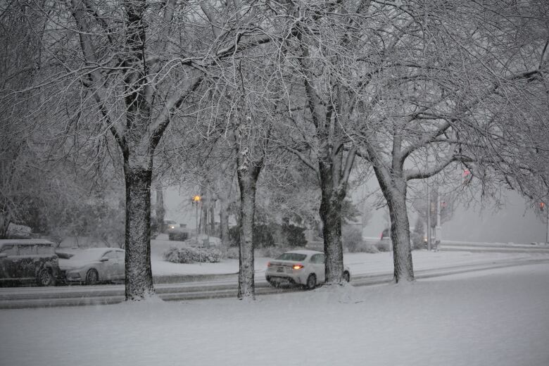 Snowy trees in the foreground of a photo of a car driving on a snowy road.