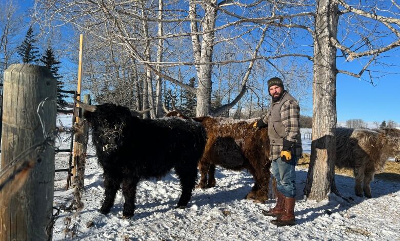 A man stands outside next to three large long-haired cattle.