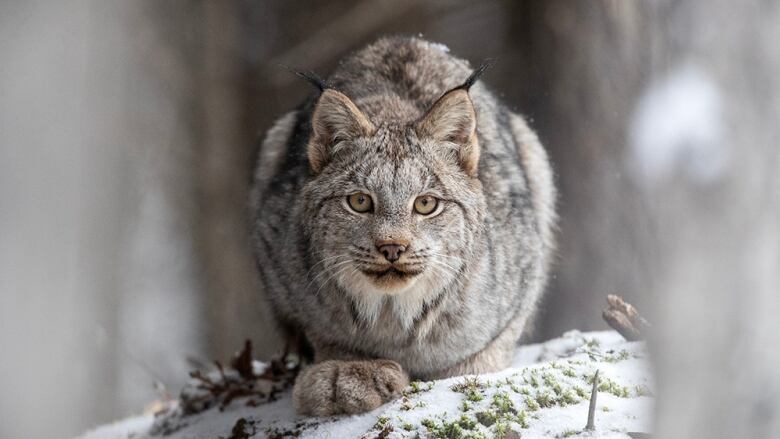 A photo of a lynx staring into the camera