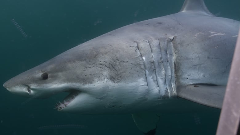 A profile image of a great white shark swimming in Nova Scotia waters. 