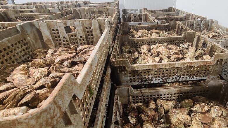 Crates of oysters are stacked on top of one another and in rows. The crates are worn. 