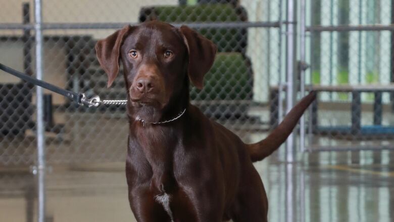 A brown dog