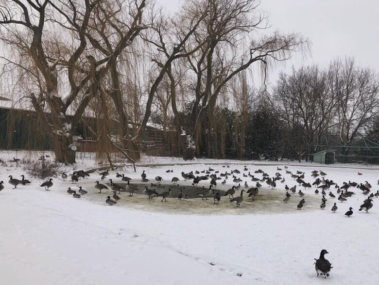 Geese are shown at the Jack Miner bird sanctuary in Kingsville, Ont.