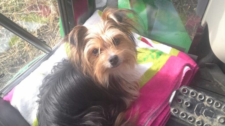 A small dog sits on a towel on the floor of a farm tractor.