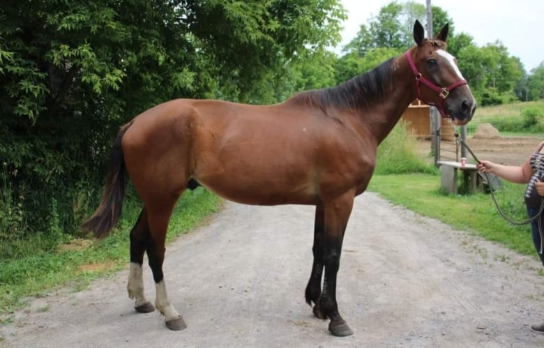 A brown Standardbred horse stands in the middle of a gravel path. A person's arm extends from the righthand side of the frame and holds his halter.