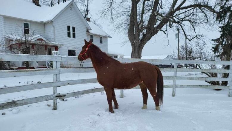 A chestnut-coloured horse standing in a snowy pasture surrounded by a white fence with a white house in the background.