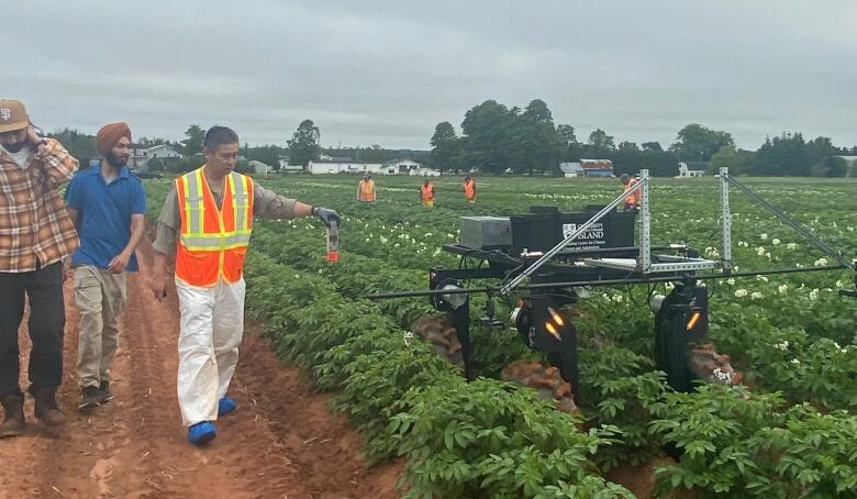 Three people stand in a row in a potato field in PEI along with a four-wheeled robotic rover.