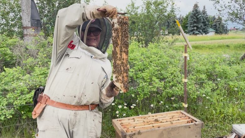 A woman dressed in beekeeping outfit holding a frame with colony of bees.