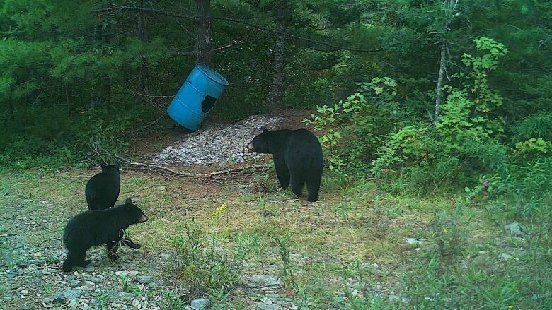 a black bear and two cubs approach a bait station. 