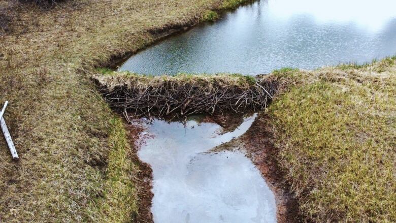 Pictured is a man-made beaver dam in the North Channel of the Columbia Wetlands. 