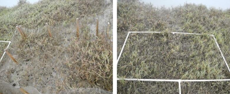 Left image shows soil erosion when otters were kept out of marsh vegetation. Right image shows lush vegetation when they were allowed in. 