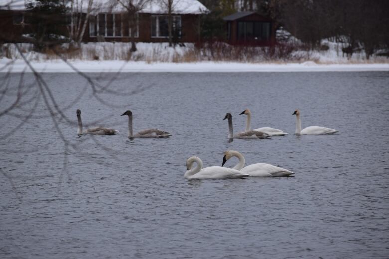 Seven big white or grey birds on a body of water.