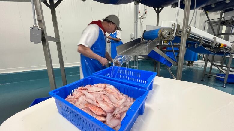 A man in a fish processing plant stands next to a container of redfish fillets