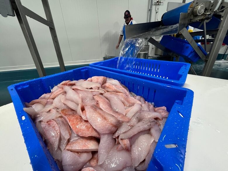 A blue container is shown filled with redfish fillets