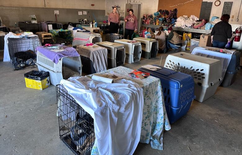 Rows of dog kennels lined up in a large room.