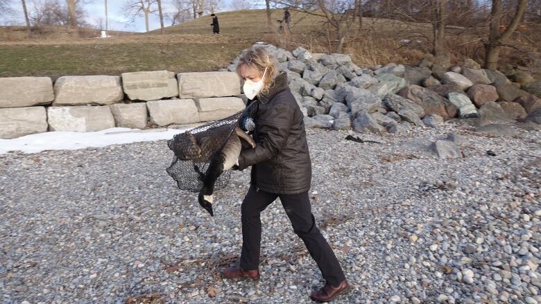 A woman picks up a goose in a net on a rocky beach