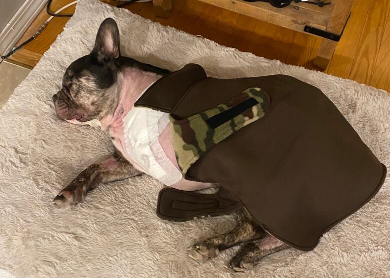 Black and white French Bulldog with one leg missing and bandaged lies on a tan doggie bed.