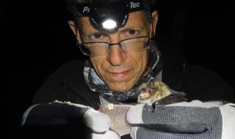 A middle-aged man in a headlamp and white gloves handling a small bat. 