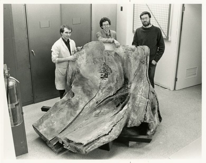 A black and white photo of three young museum researchers posing with a small piece of whale bone. 