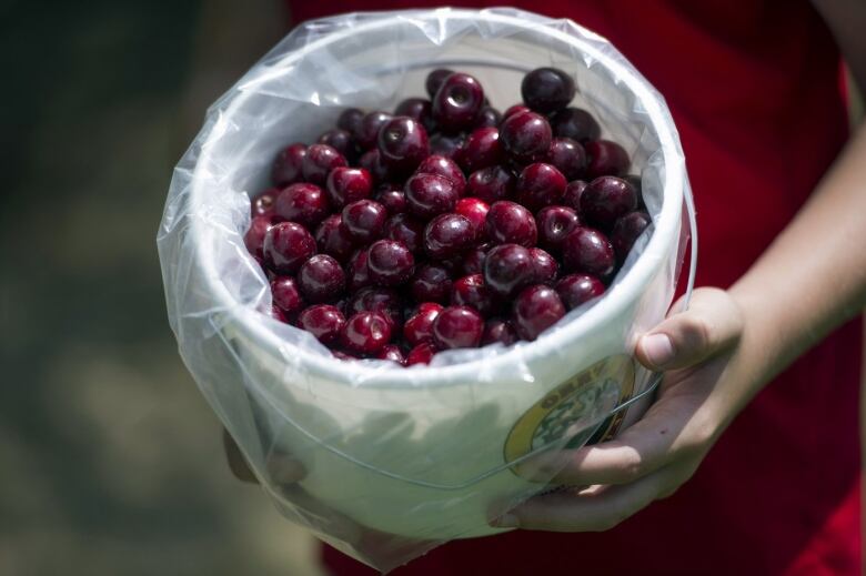 A bucket of cherries is shown in Martinsburg