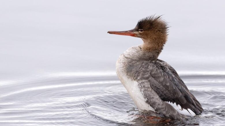 a bird (Red breasted merganser) in a lake or pond