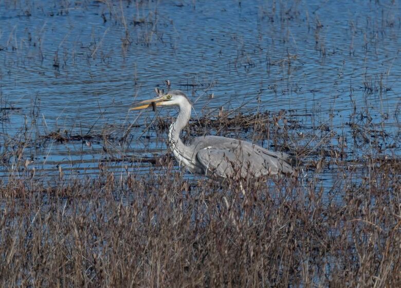 a gray heron eating fish 