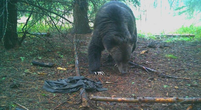 A bear with claws out walks in a wooded area with clothing nearby.