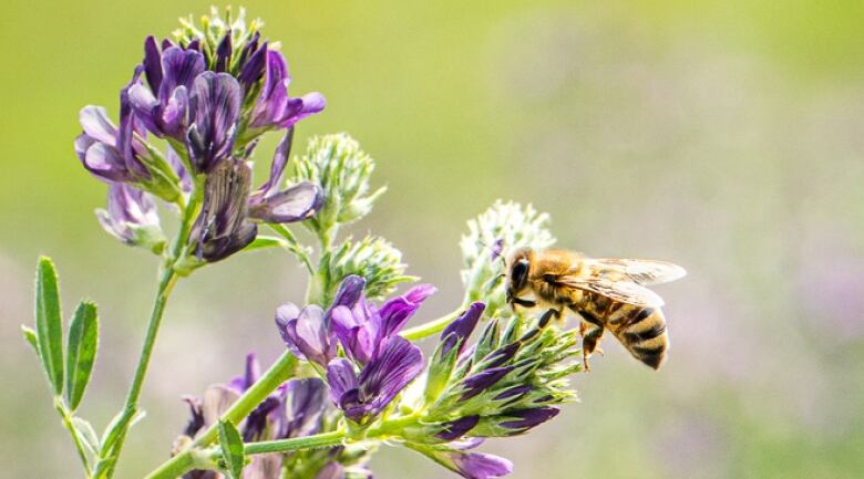 A honeybee pollinates a purple flower.