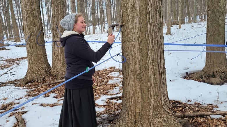 Sarah Bergen hammering a spile into a tree to harvest maple syrup.