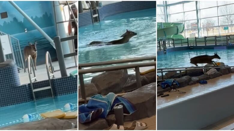 A deer smashed its way through glass into a LaSalle, Ont., rec centre on Feb. 25, 2024, then jumped in the pool. No injuries were reported.