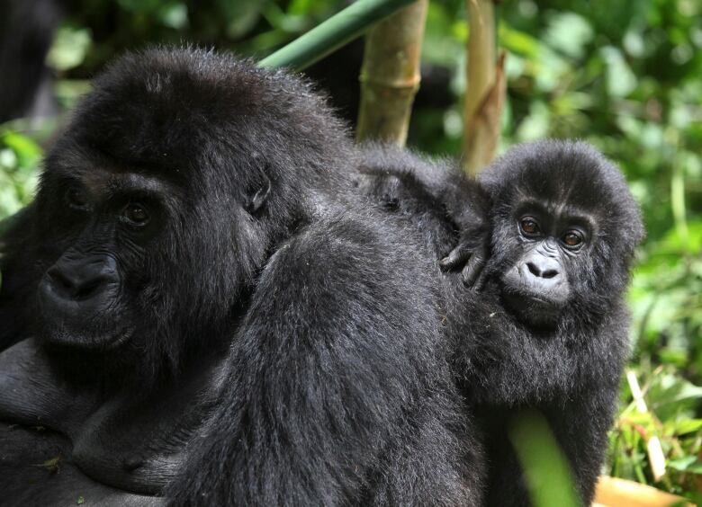 A baby gorilla hangs on an older gorilla