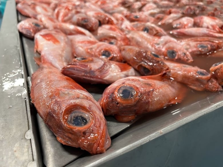 An array of redfish 