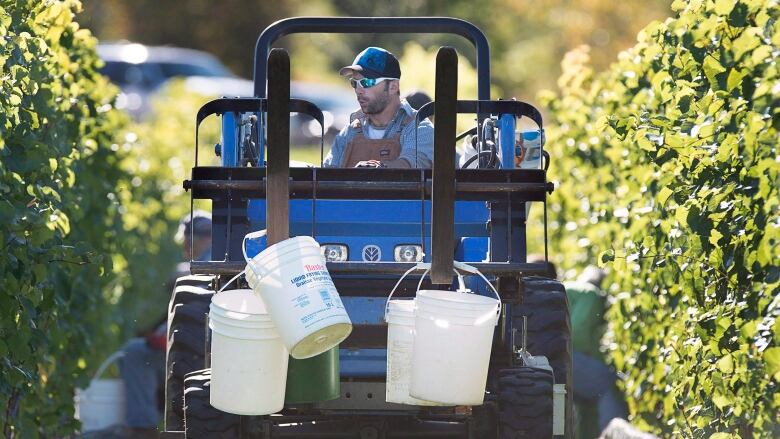 A worker driving a tractor at a Nova Scotia vineyard is shown.