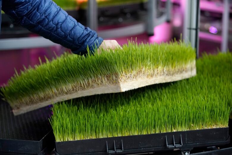 High density feed grass comes out of a vertical farming machine.