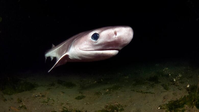 A Bluntnose Sixgill Shark is shown off Puget Sound, United States, in this undated handout photo.