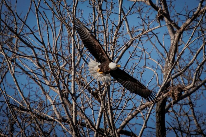 One of a pair of nesting bald eagles, the first ever documented in Toronto, is pictured near its nest on March 7, 2024.