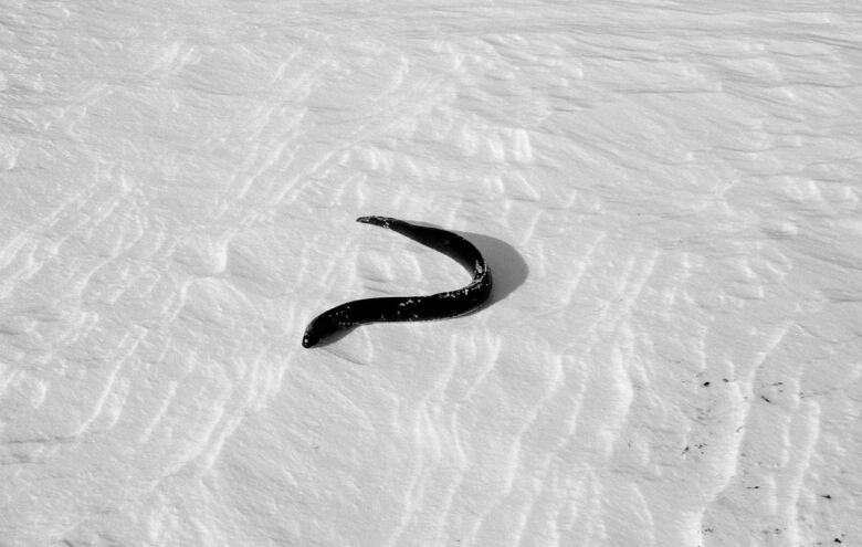 eel on the ground