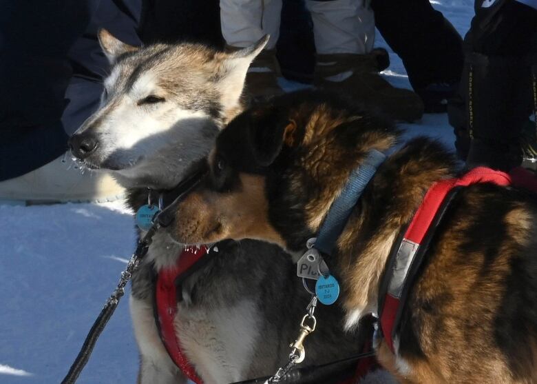 A close up of two dogs on leashes sitting near a group of people.