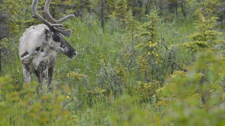 A caribou in a green forest