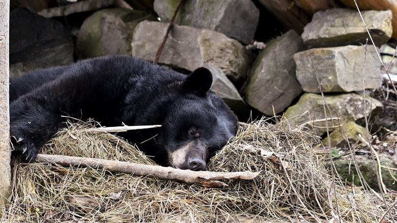 A black bear lies in a pile of hay with her den, marked by rocks, is in the background.