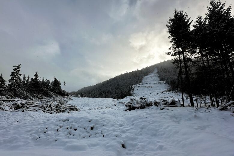 A treed hillside with a landslide area covered in snow. 