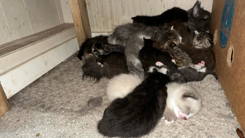 Several cats pictured together at a home in Houston, B.C. More than 200 cats and kittens will be taken in by the BC SPCA in one of the largest animal intakes since the 1990's. 