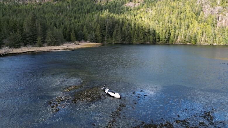 A drone shot of a killer whale lying on its side in a picturesque lagoon.