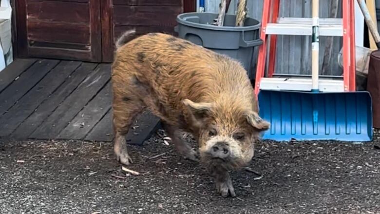 A light brown pig standing on a patch of dry grass looks up at the camera. 